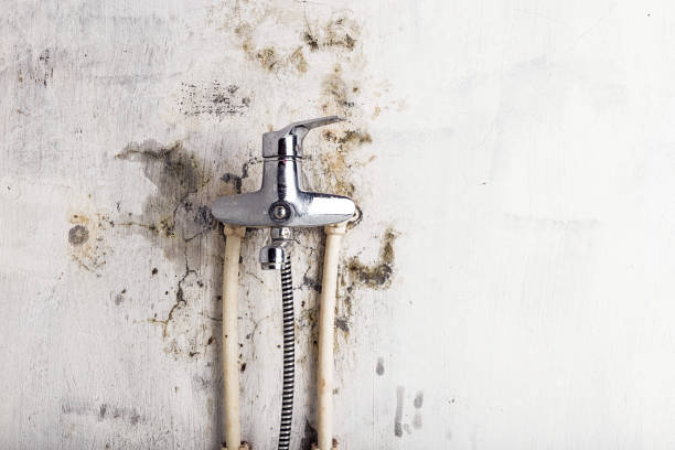 Best Basement Mold Remediation in Badger, AK