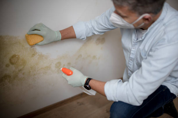 Best Residential Mold Remediation in Badger, AK