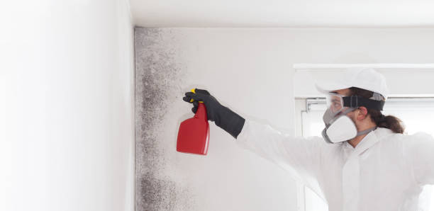 Best Post-Flood Mold Remediation in Badger, AK