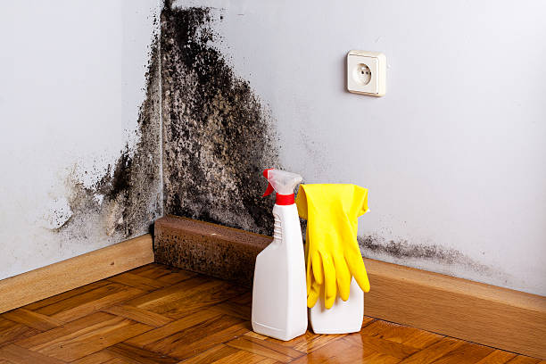 Best Bathroom Mold Remediation in Badger, AK