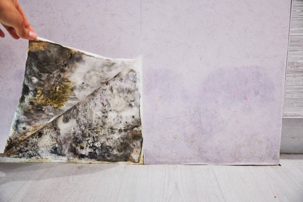 Best DIY Mold Remediation Support Services in Badger, AK